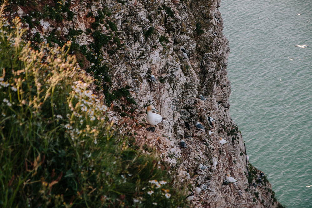 Birds on Cliffs at RSPB Bempton Cliffs in East Yorkshire