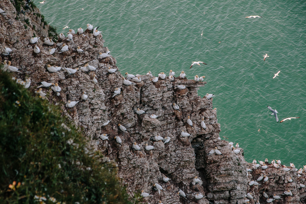 Birds on Cliffs at RSPB Bempton Cliffs in East Yorkshire