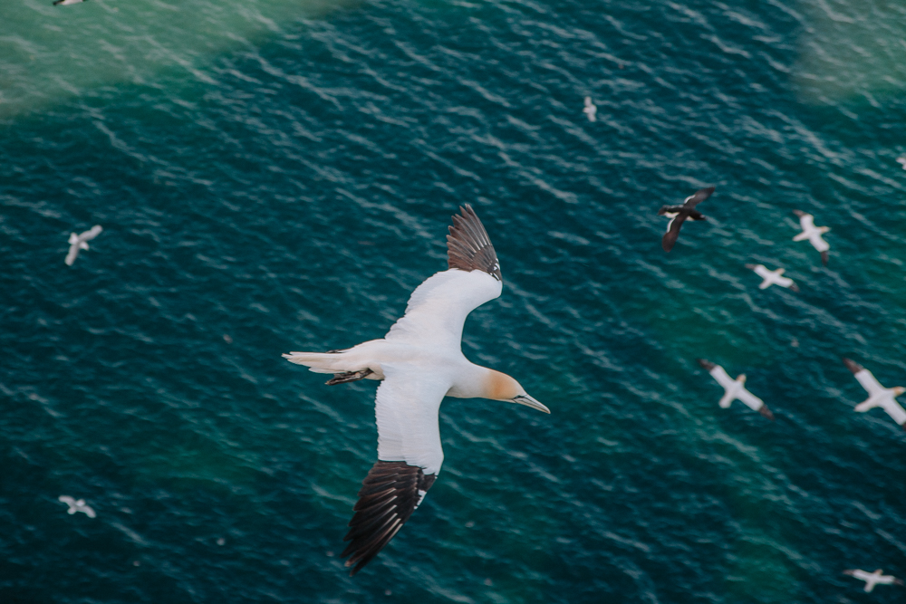 Birds on Cliffs at RSPB Bempton Cliffs in East Yorkshire