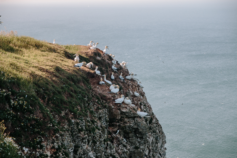 Birds on Cliffs at RSPB Bempton Cliffs in East Yorkshire