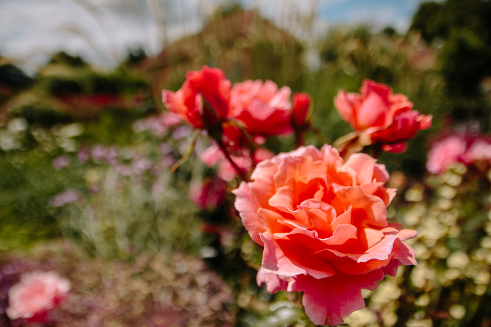 The Gardens at Gunby Estate