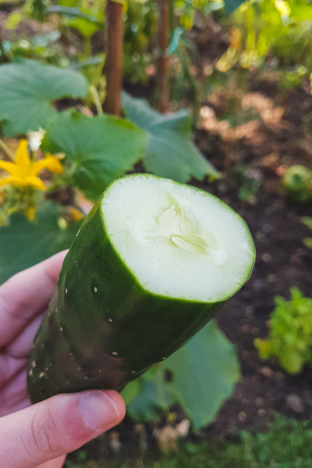 Homegrown Cucumber