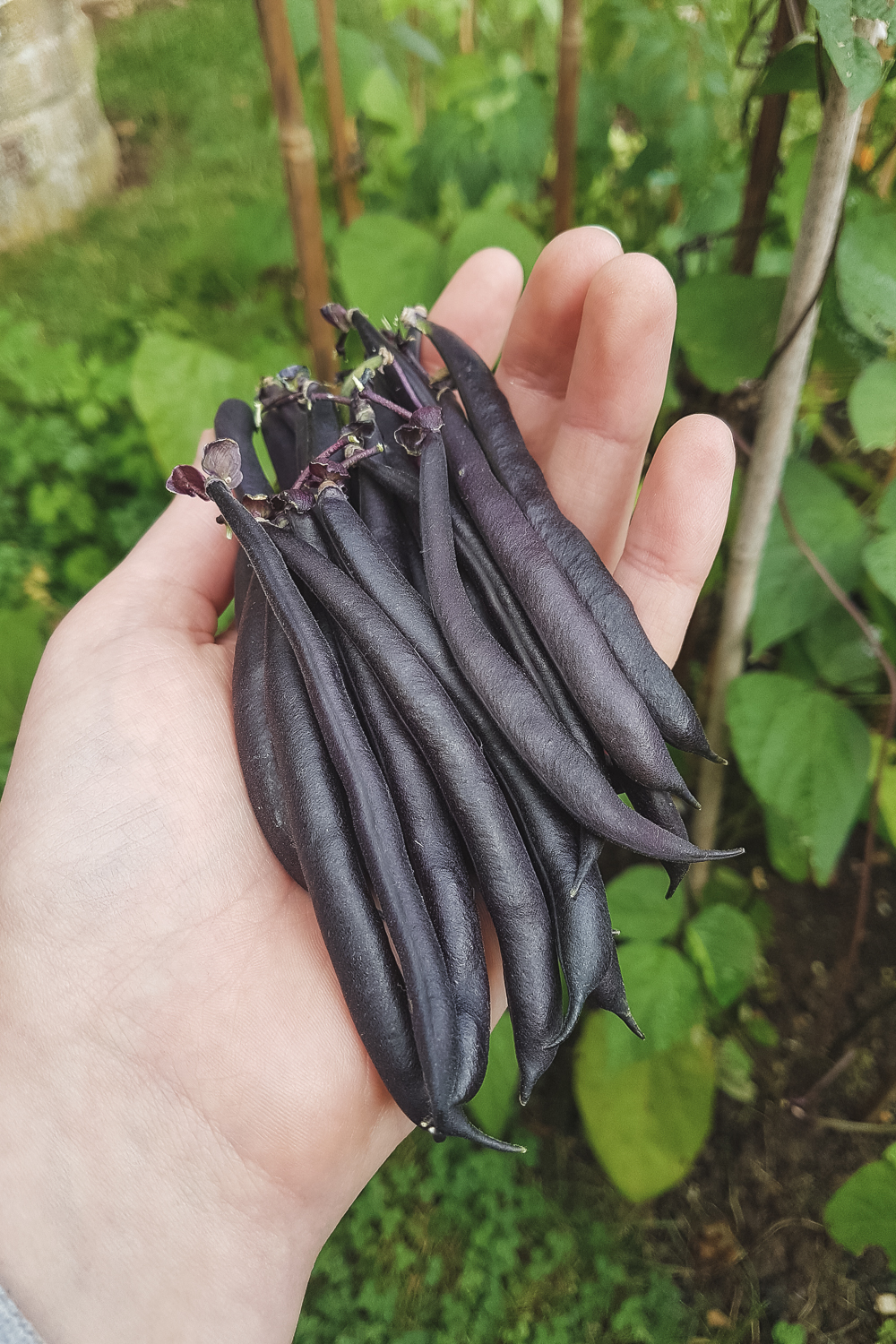 Grow Your Own Purple French Beans