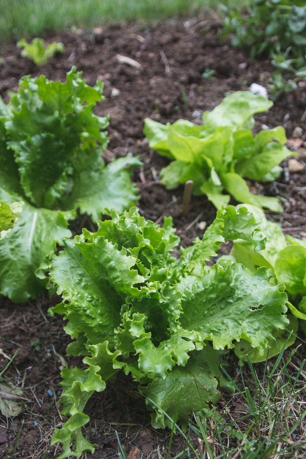 Grow Your Own Lettuce