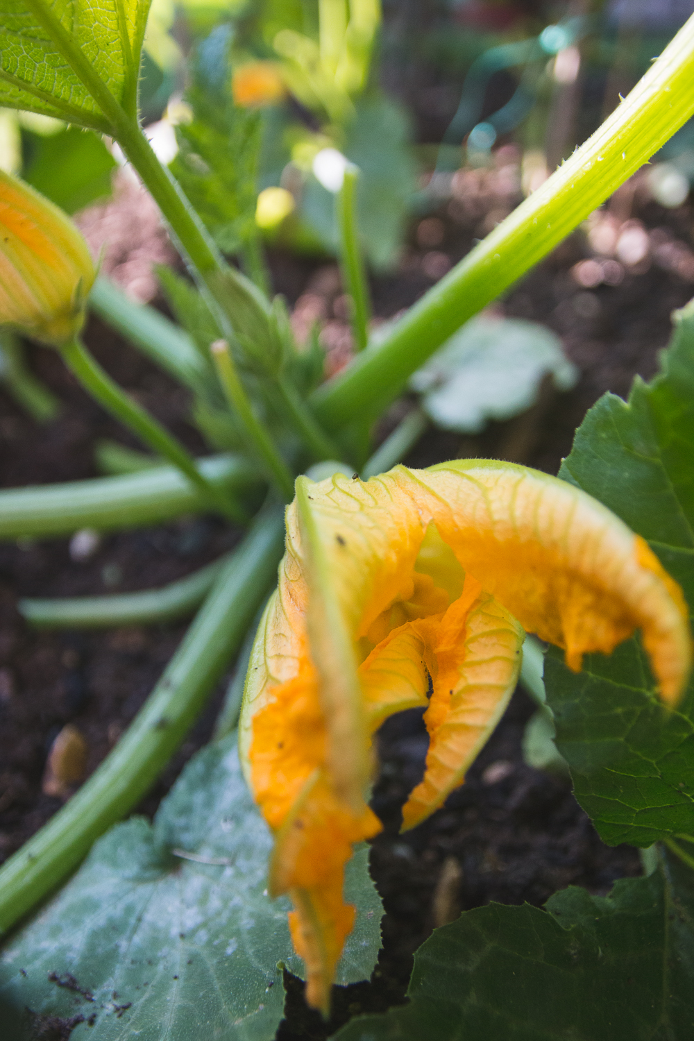 Grow Your Own Courgette