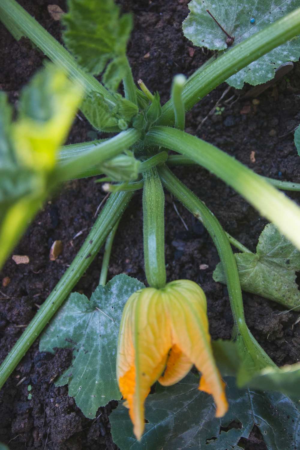 Grow Your Own Courgette