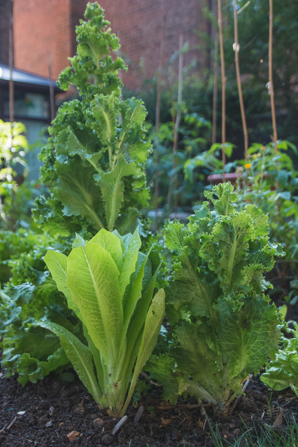 Grow Your Own Lettuce