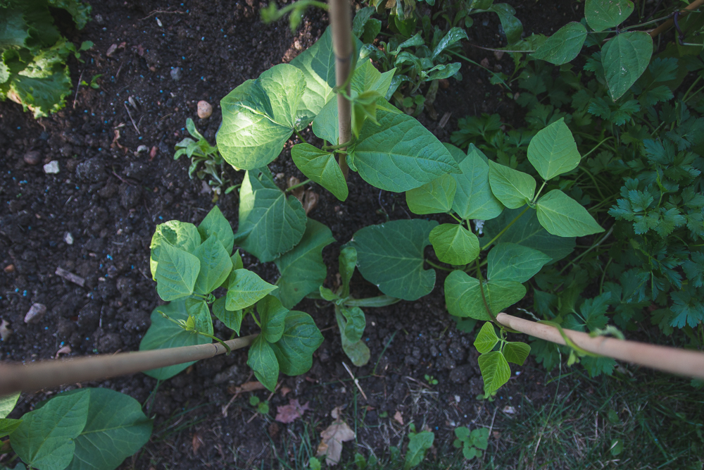 Grow Your Own Purple French Beans