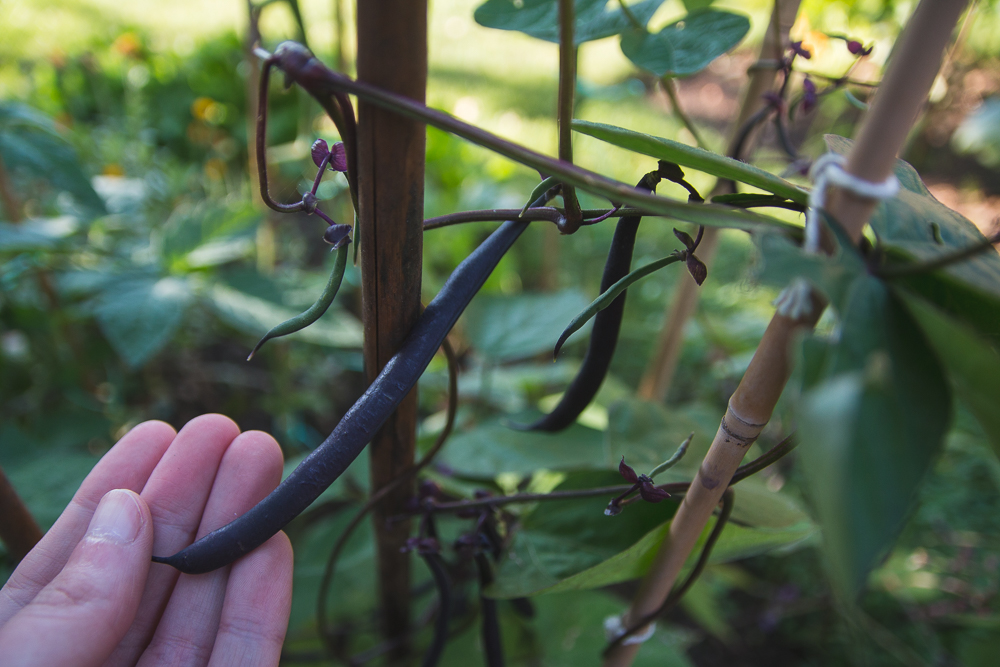 Grow Your Own Purple French Beans