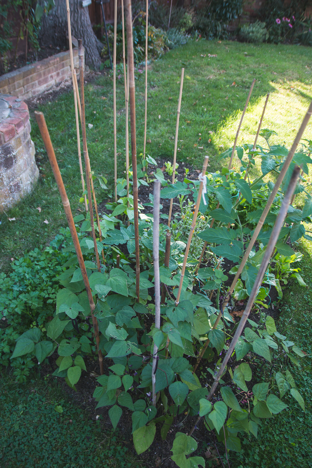 Grow Your Own Purple French Beans