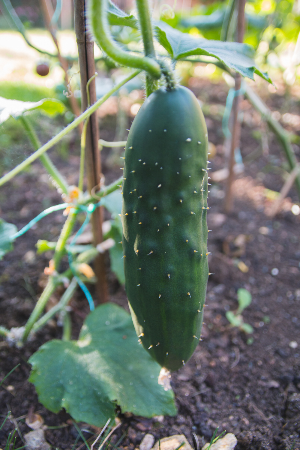 Homegrown Cucumber