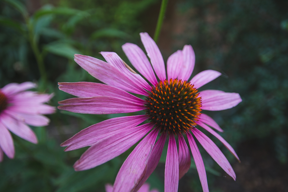 Grow Your Own Flowers Echinacea