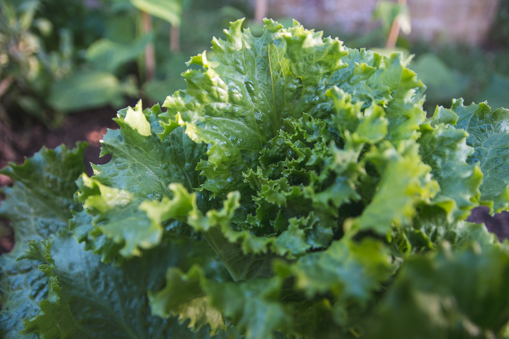 Grow Your Own Lettuce