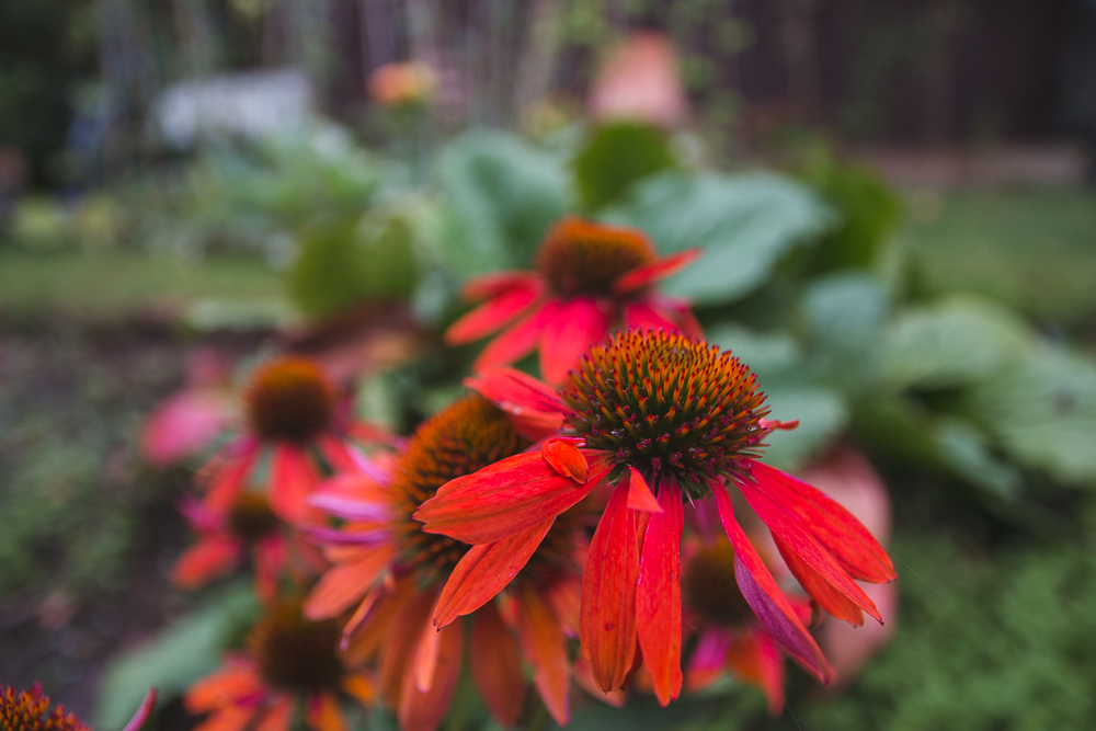 Grow Your Own Flowers Echinacea