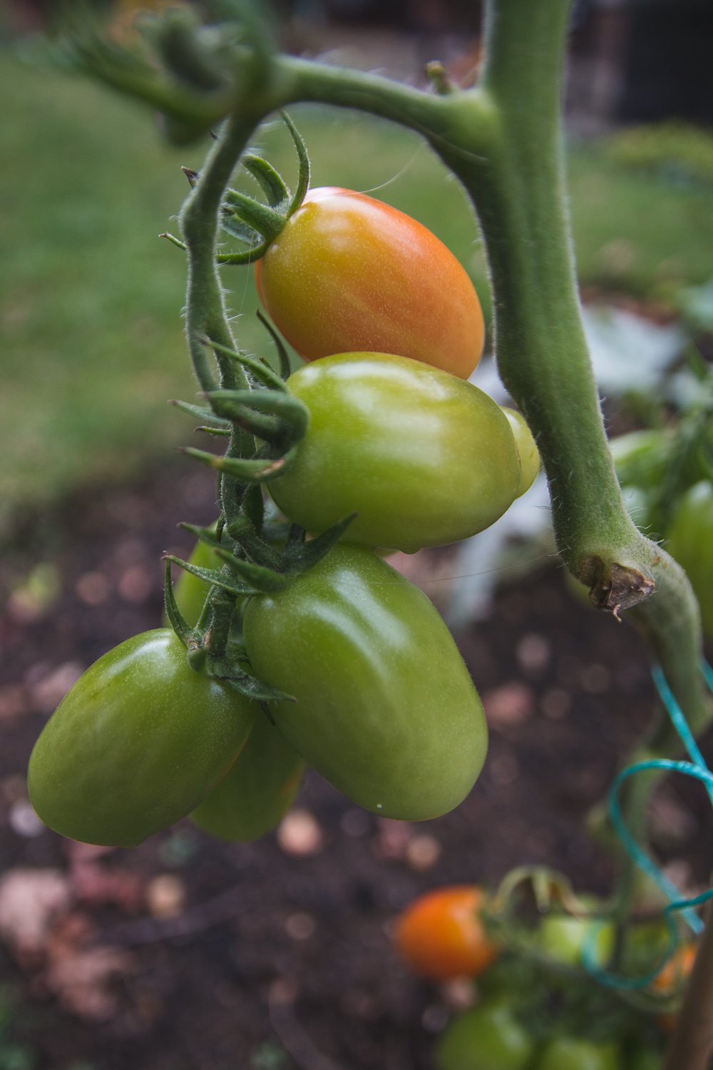 Grow Your Own Tomatoes