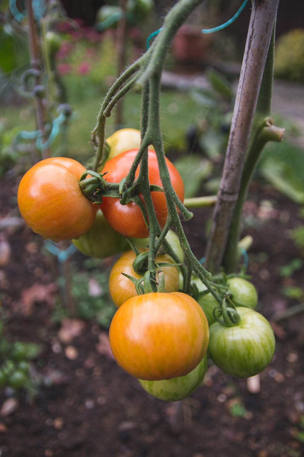 Grow Your Own Tomatoes