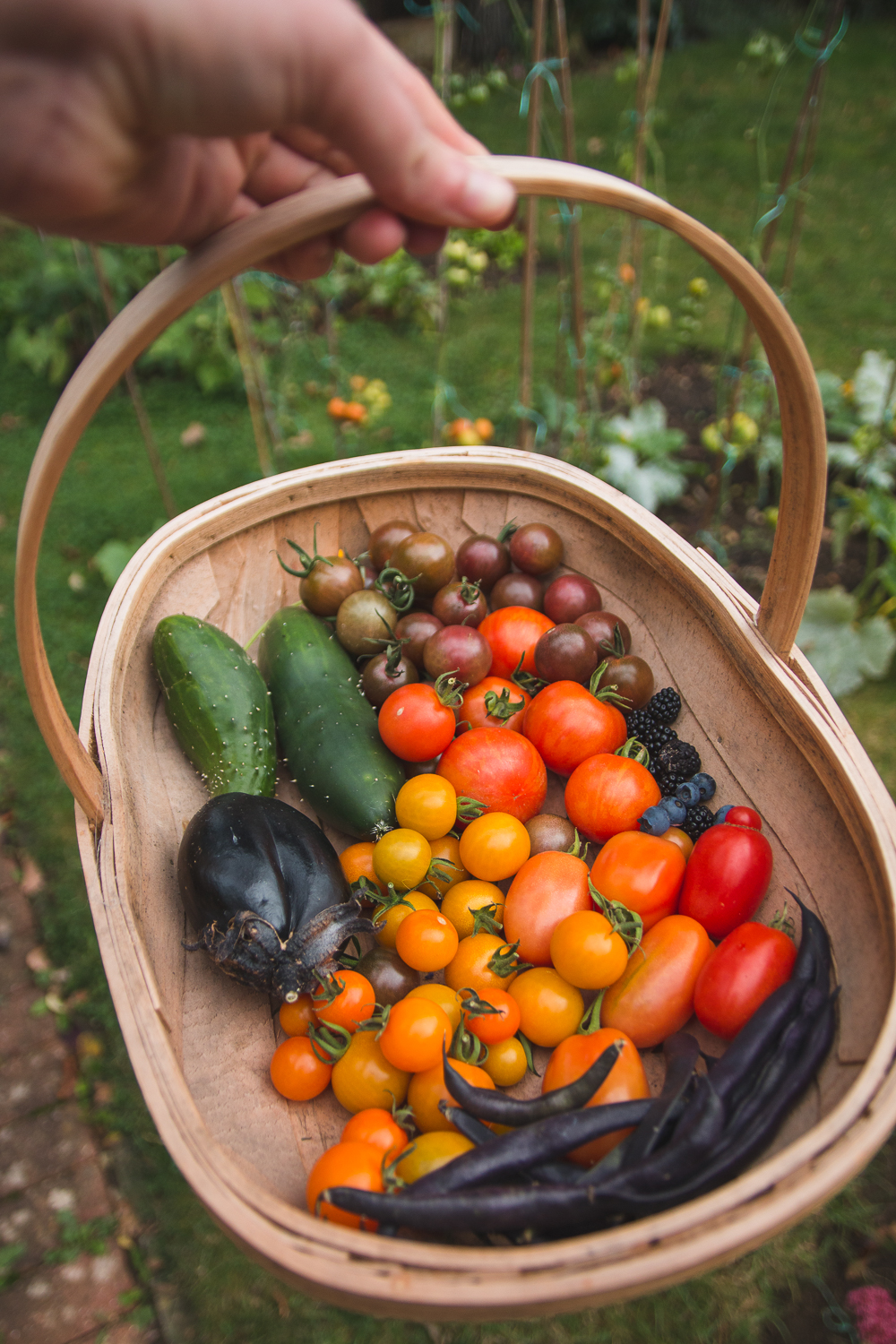 Grow Your Own Tomatoes