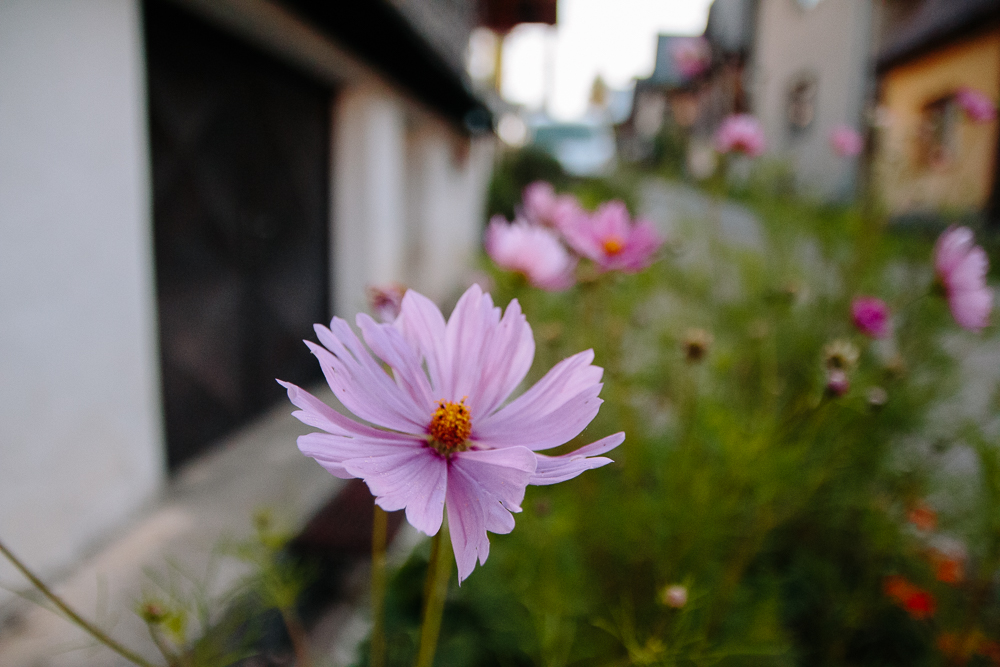 Cosmos flowers in Cicmany