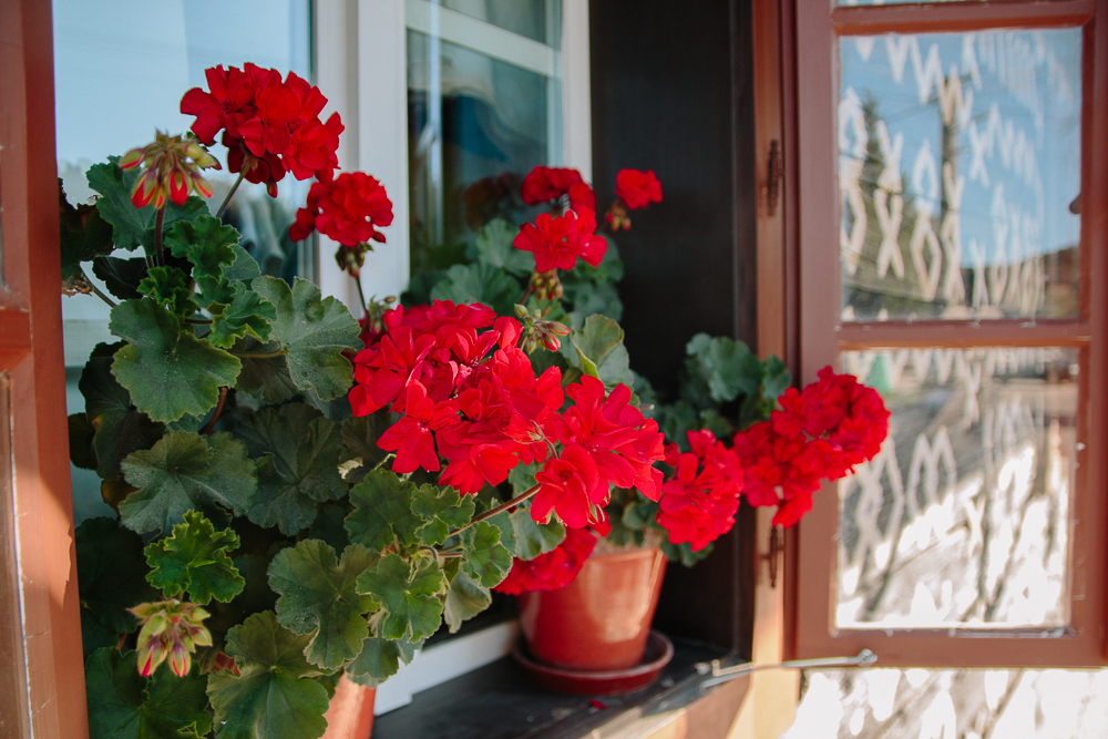 Geraniums in Cicmany