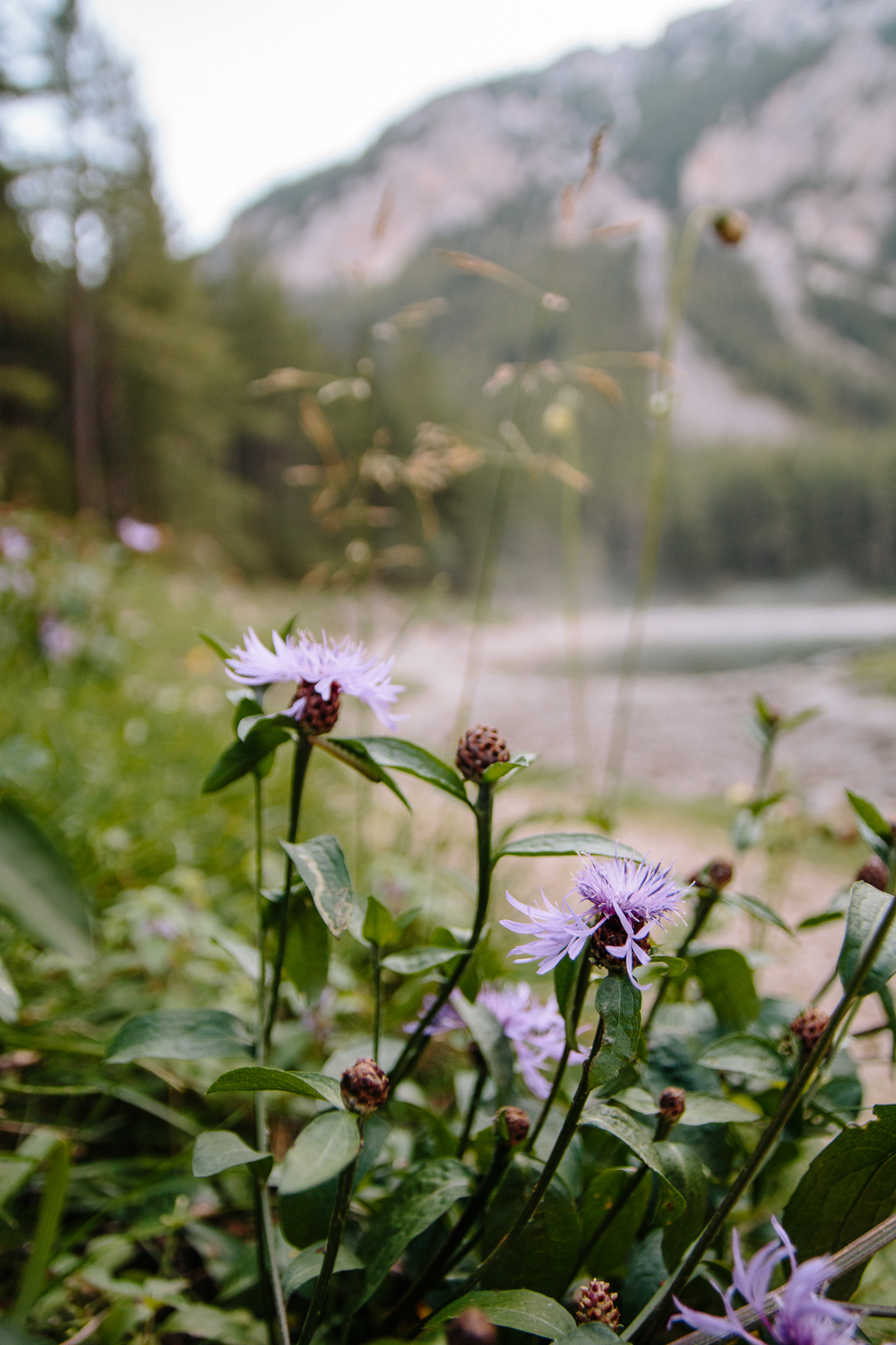 Gruner See Lake in Summer