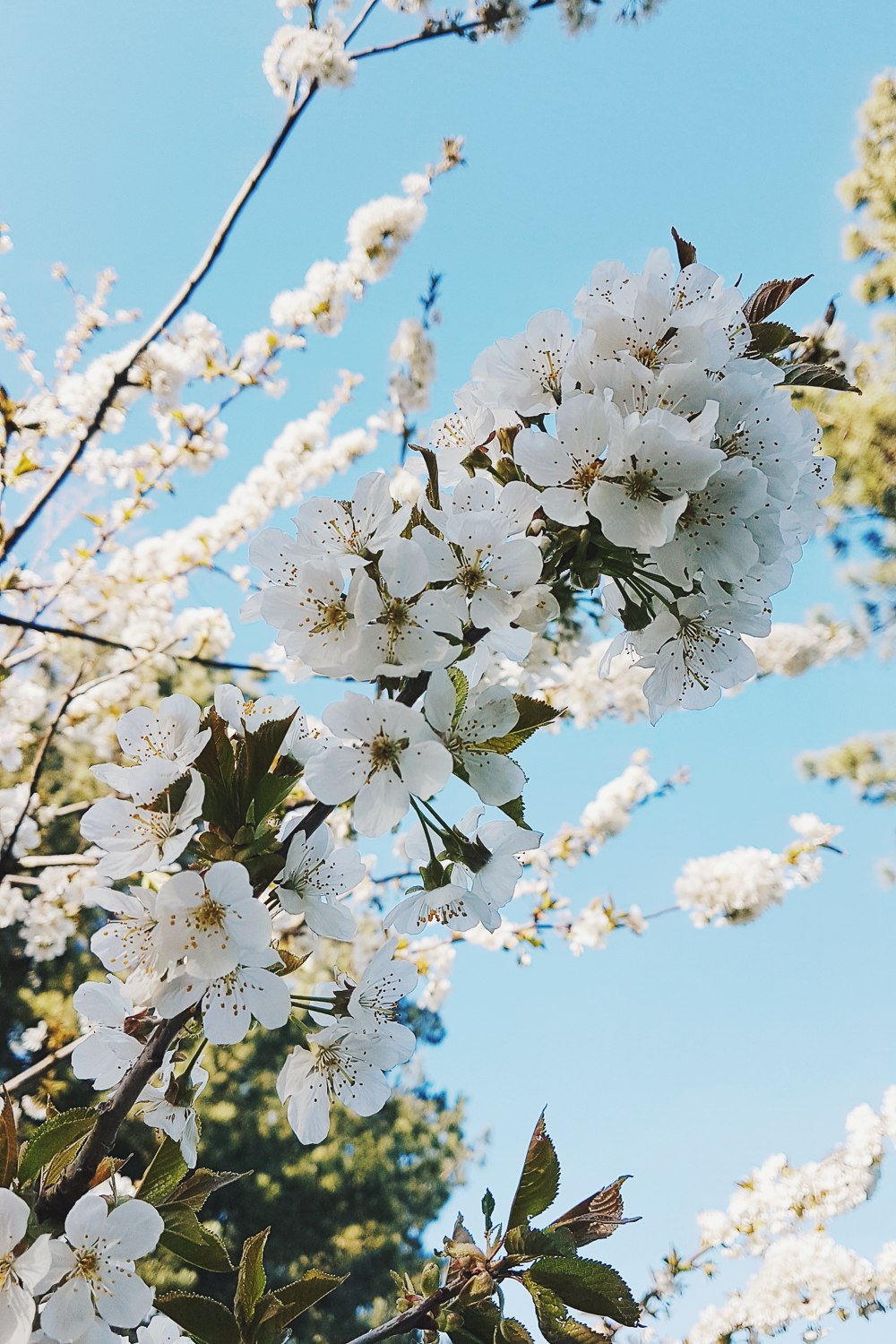 Spring Blossom with Blue Sky