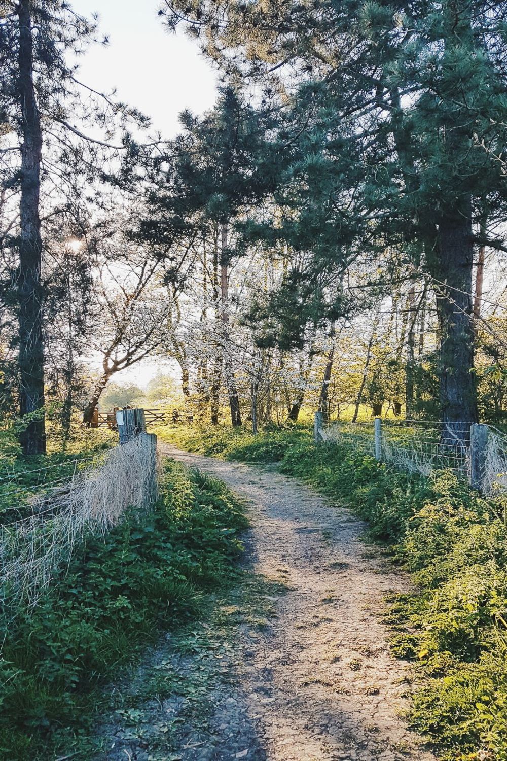 Spring Evening Walk