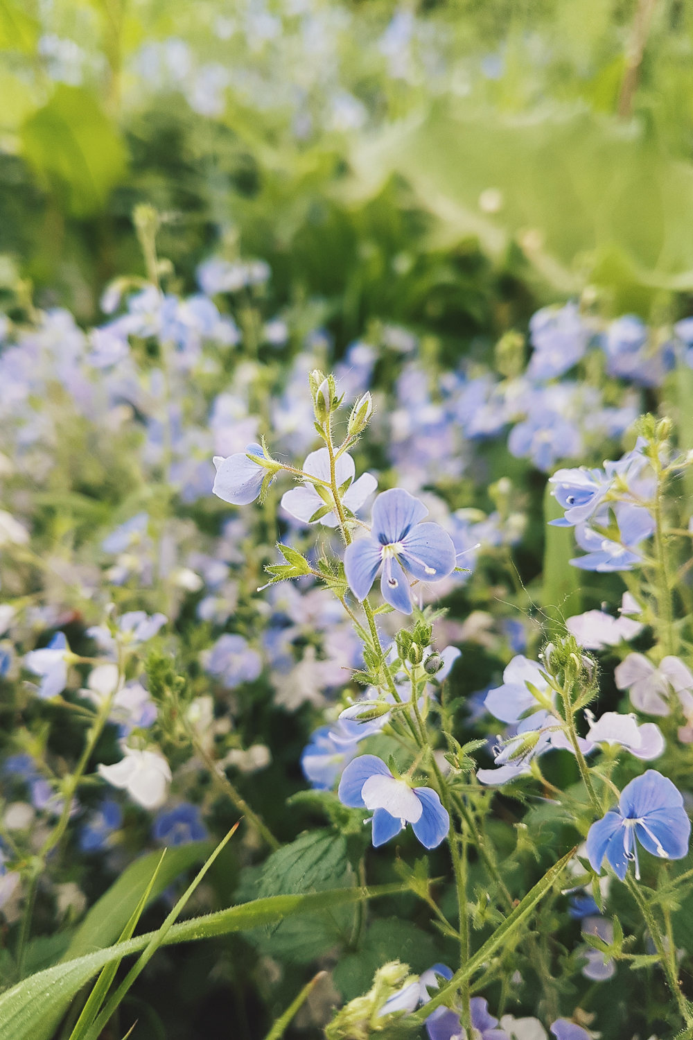 Wild Flowers at Twywell