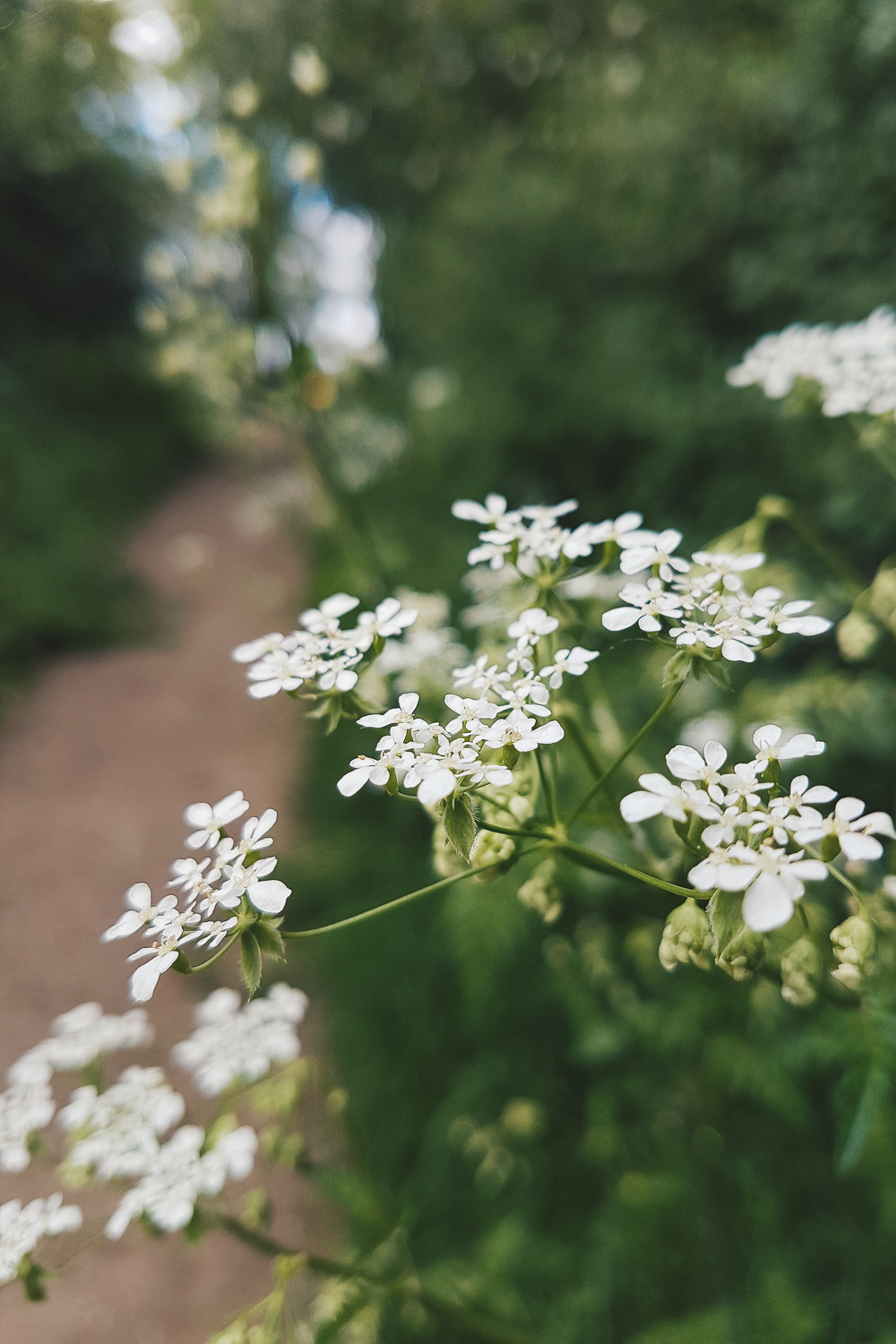 Cow Parsley on a Walk