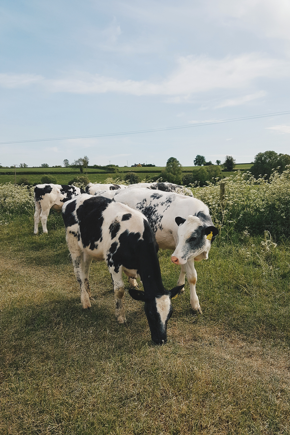 Cows in Field with Cow Parsley