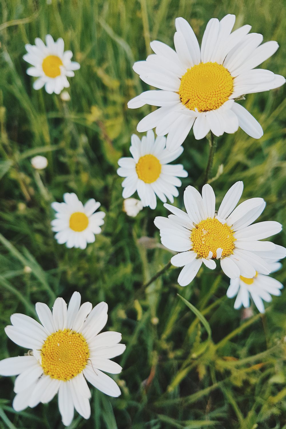 Wild Daisies