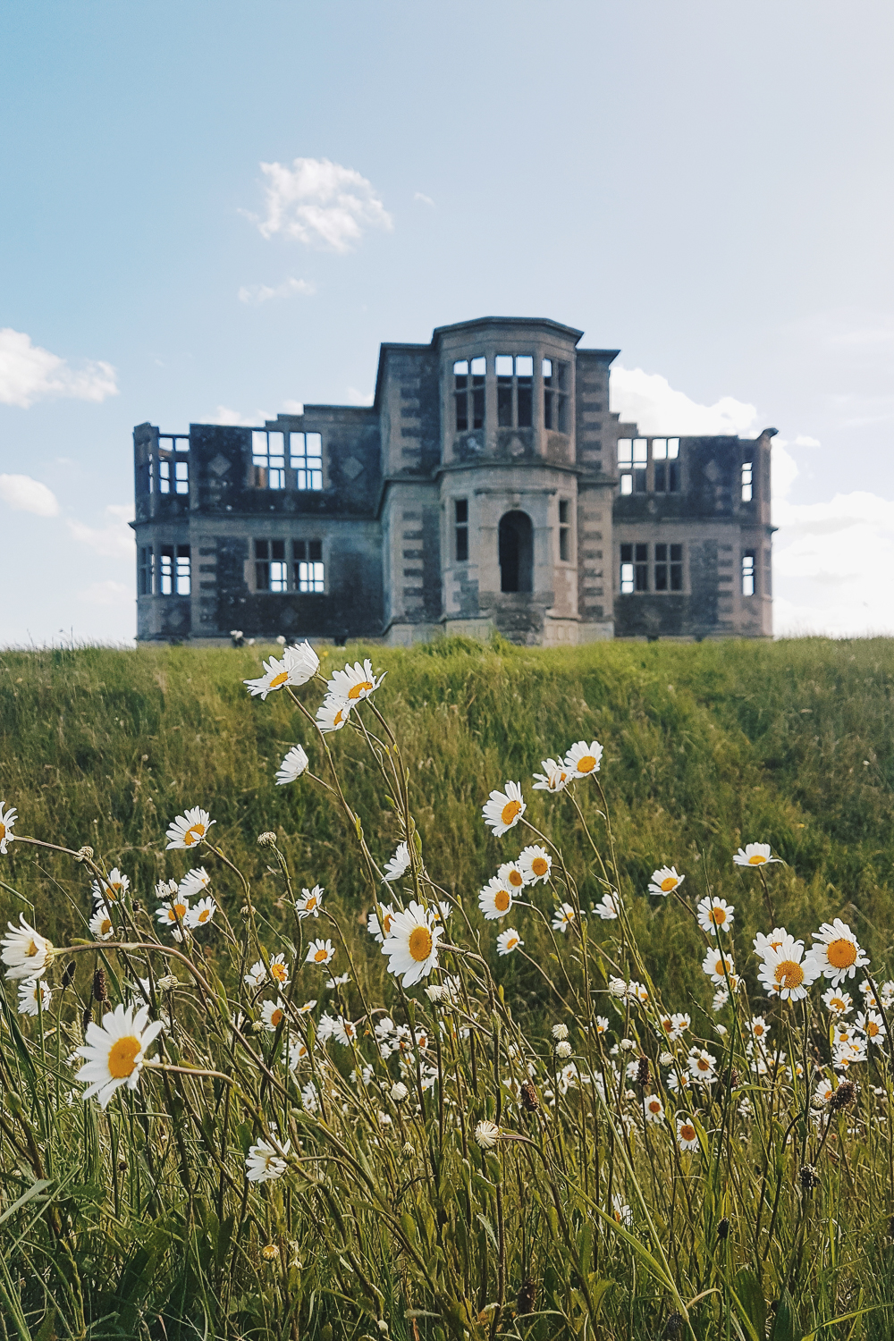 Wild Daisies at Lyveden