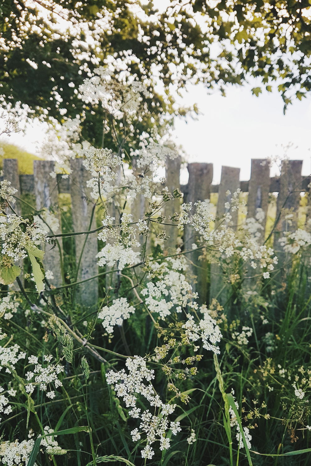 Cow Parsley at Lyveden Walk