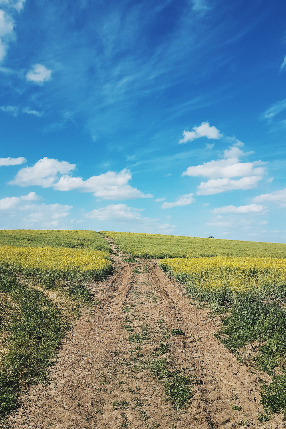 Rapeseed Walk