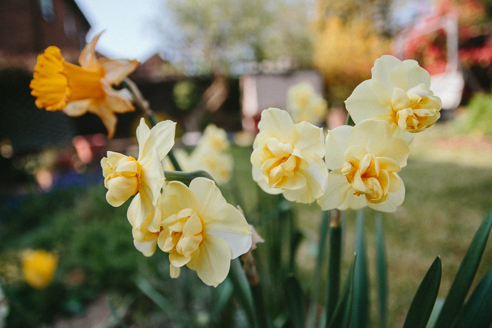 Daffodils in Spring