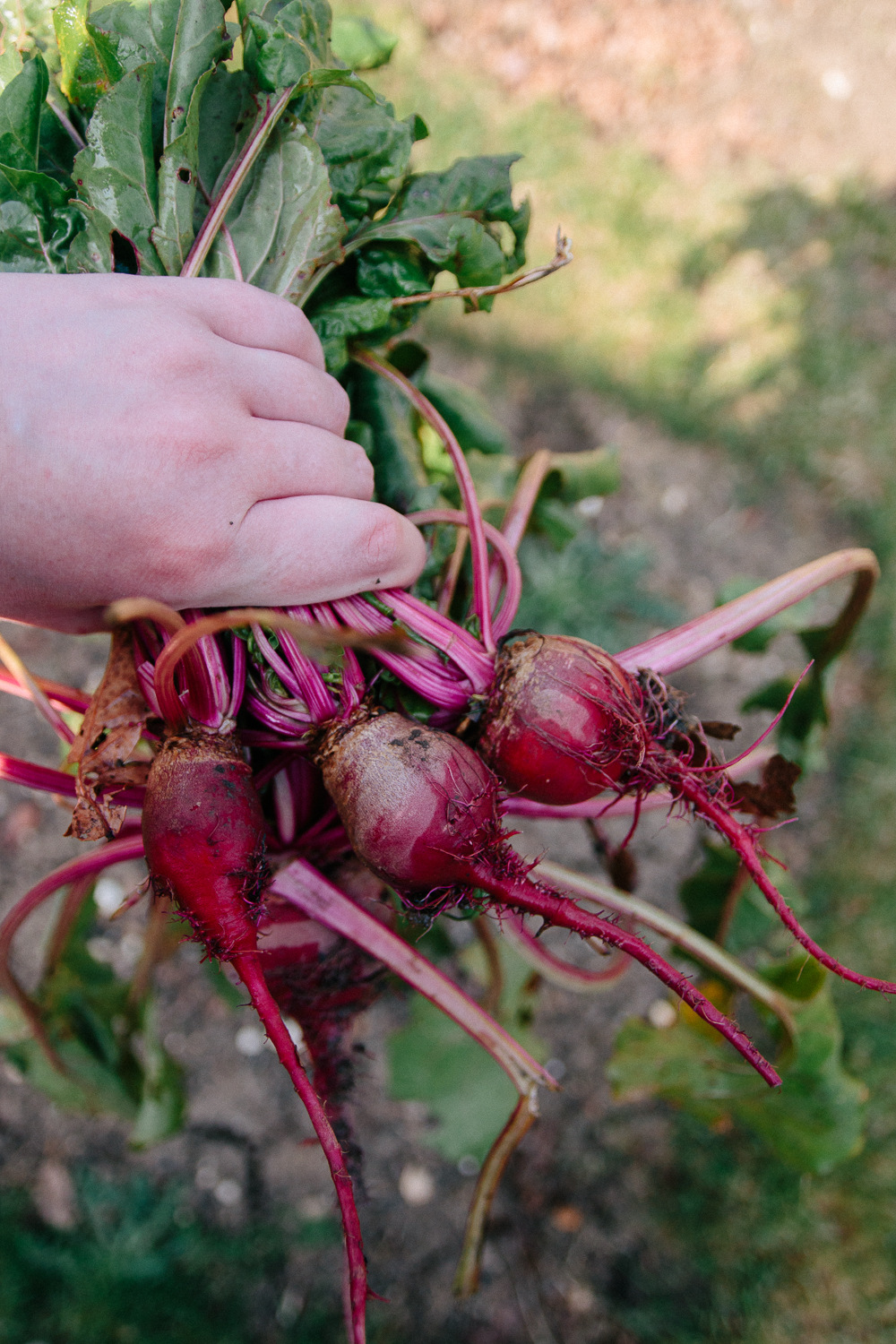 Vegetable Garden Beetroot