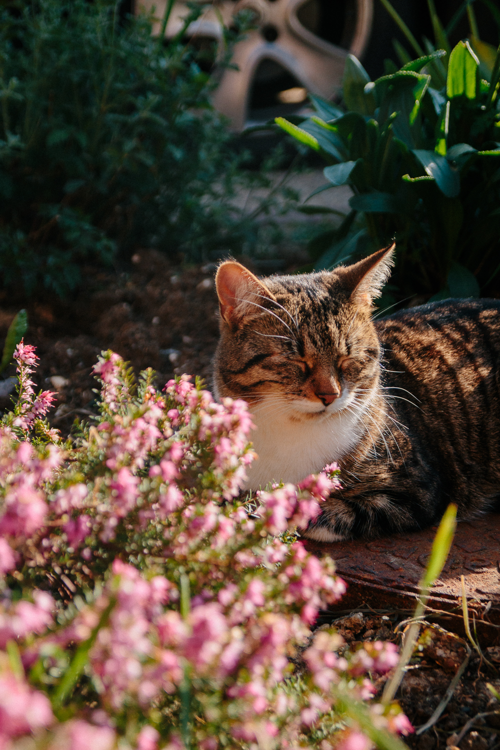 Keeko in Spring