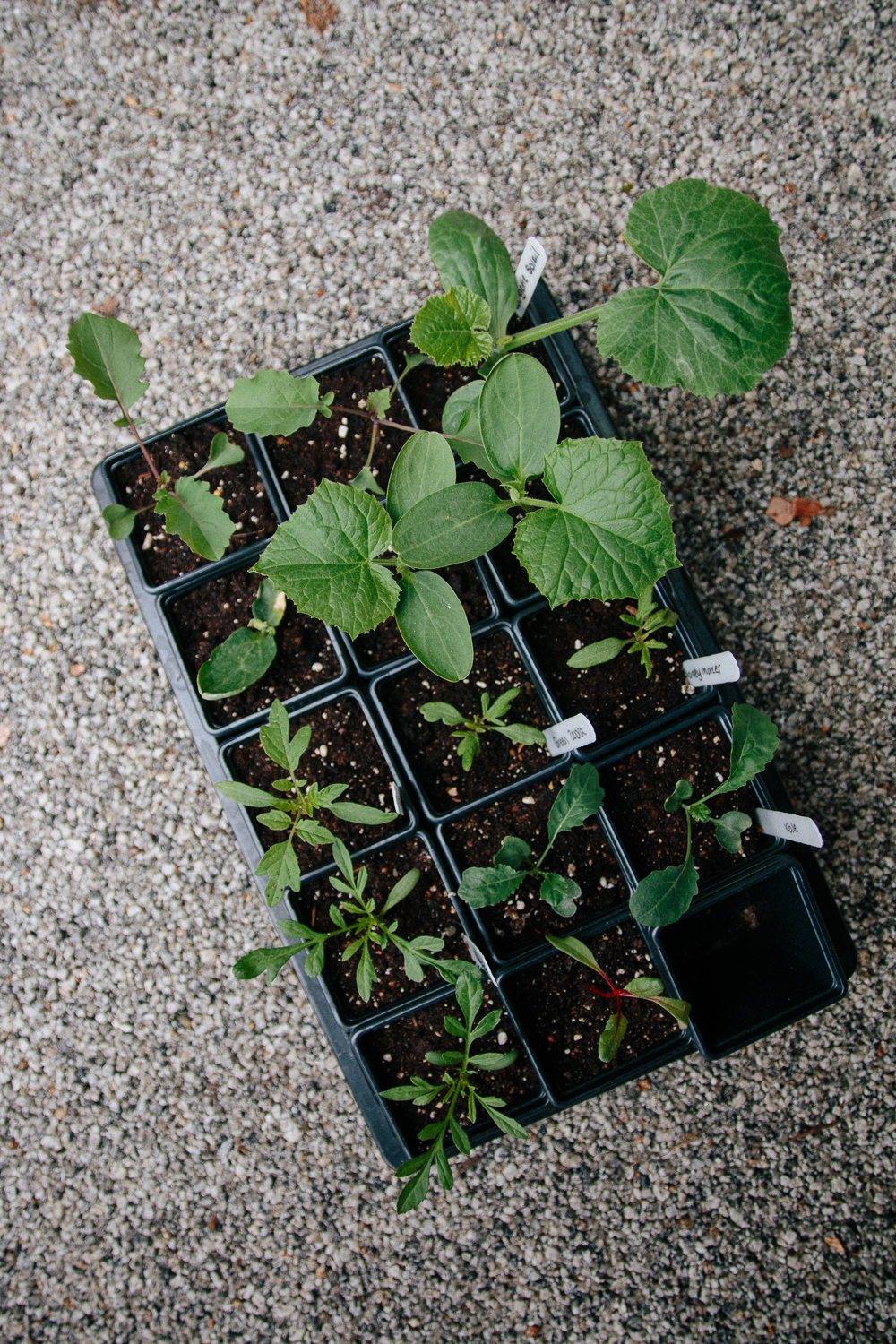 Vegetable Seedlings