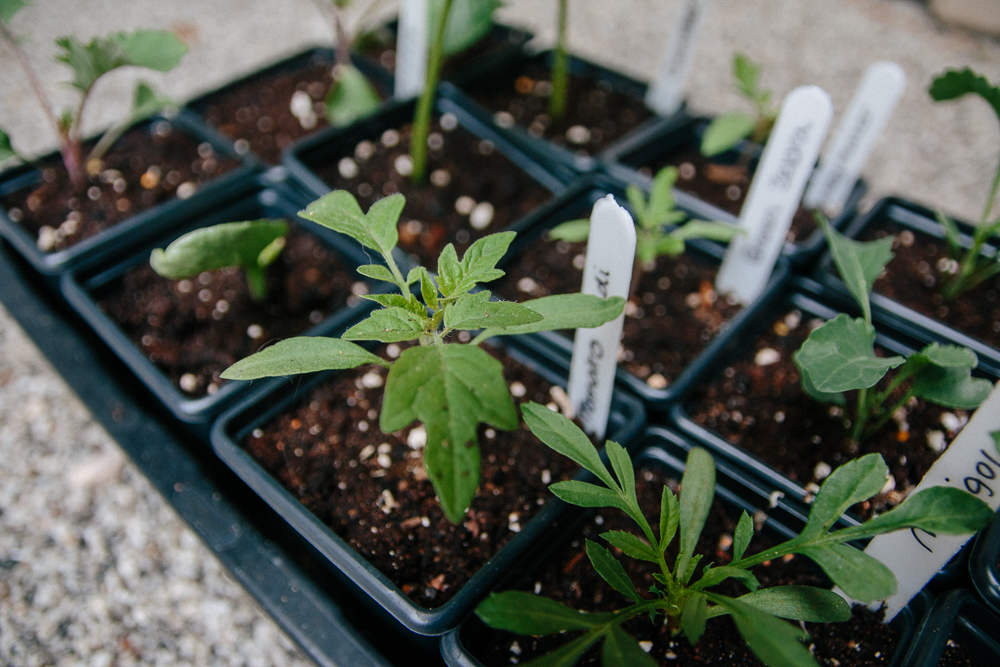 Vegetable Seedlings