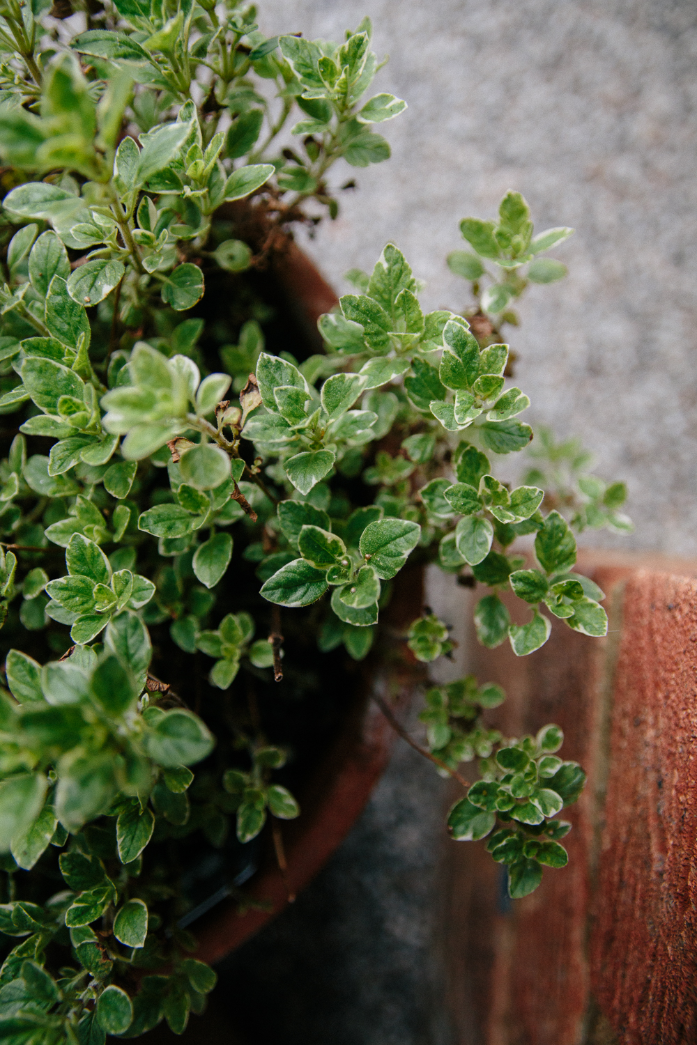 Oregano Plant