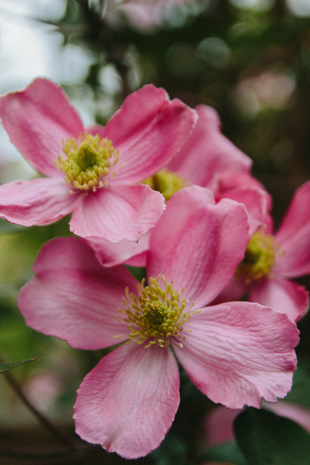 Spring Flowering Clematis