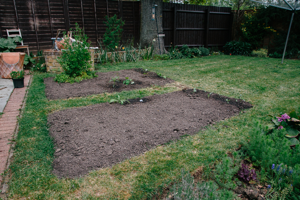 Vegetable Patch April 2020