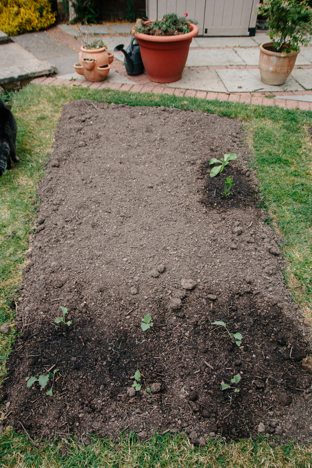 Vegetable Patch April 2020