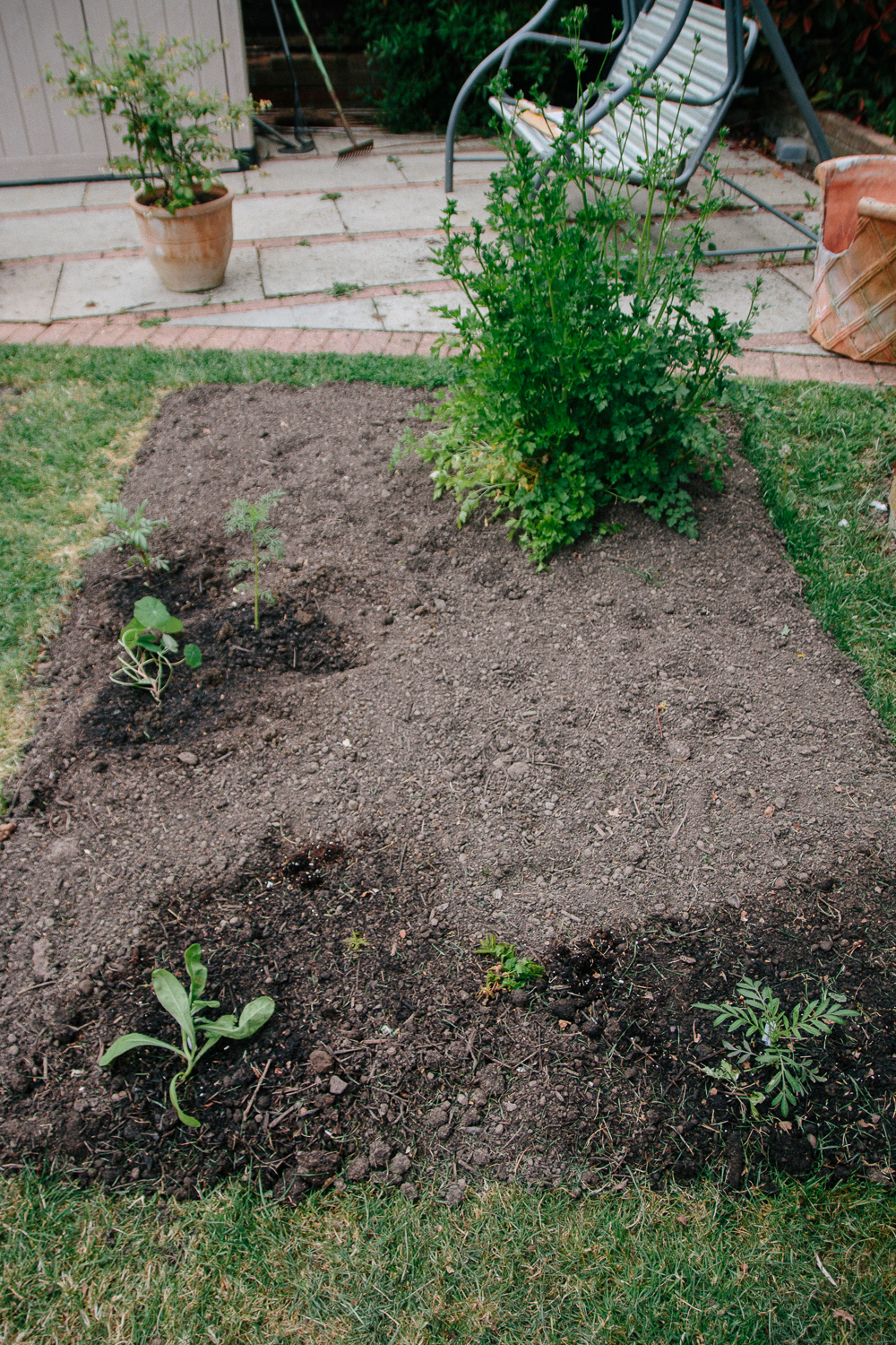 Vegetable Patch April 2020