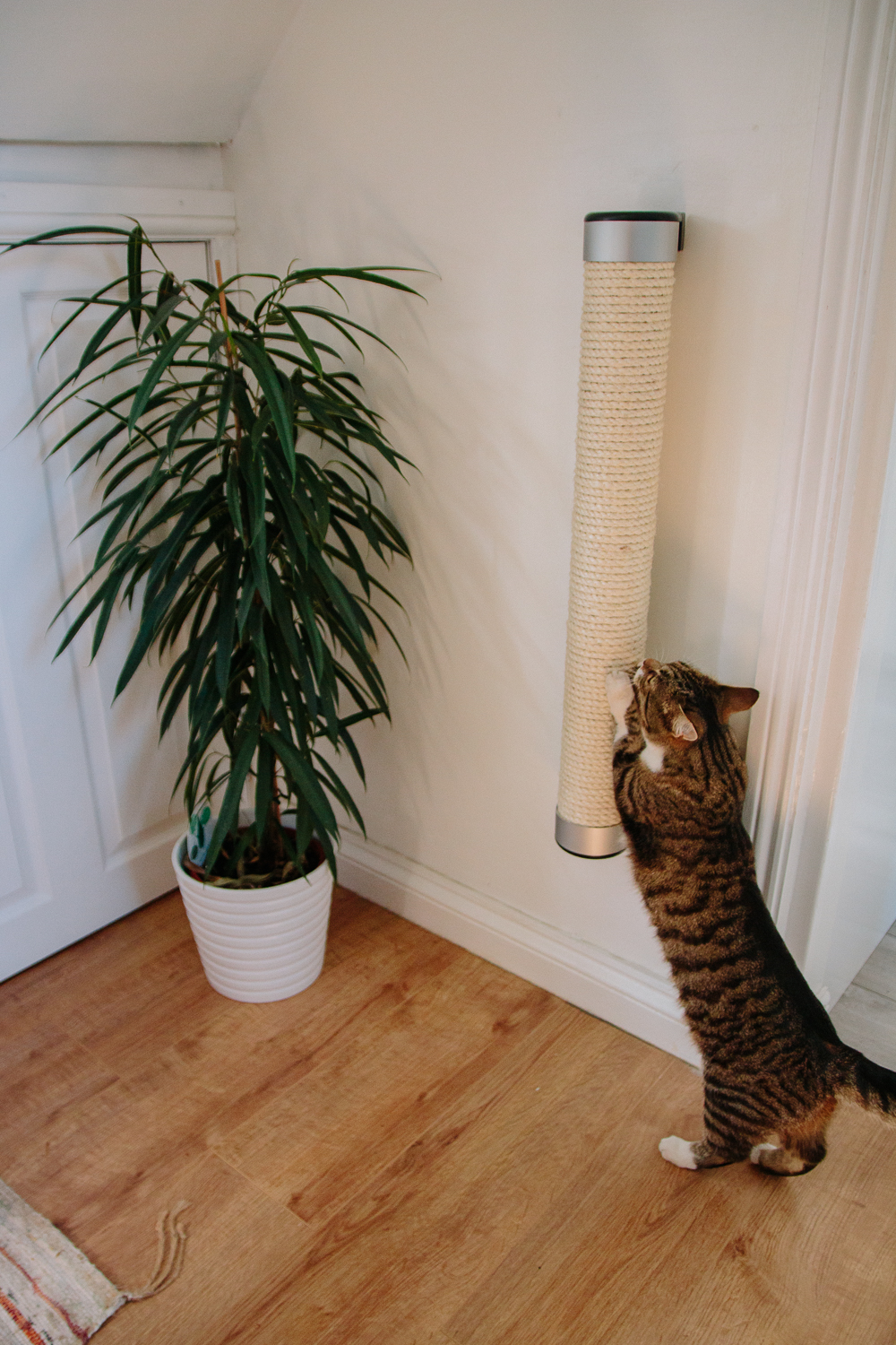 Catipilla 75cm Wall Mounted Cat Scratcher in Use - Keeko