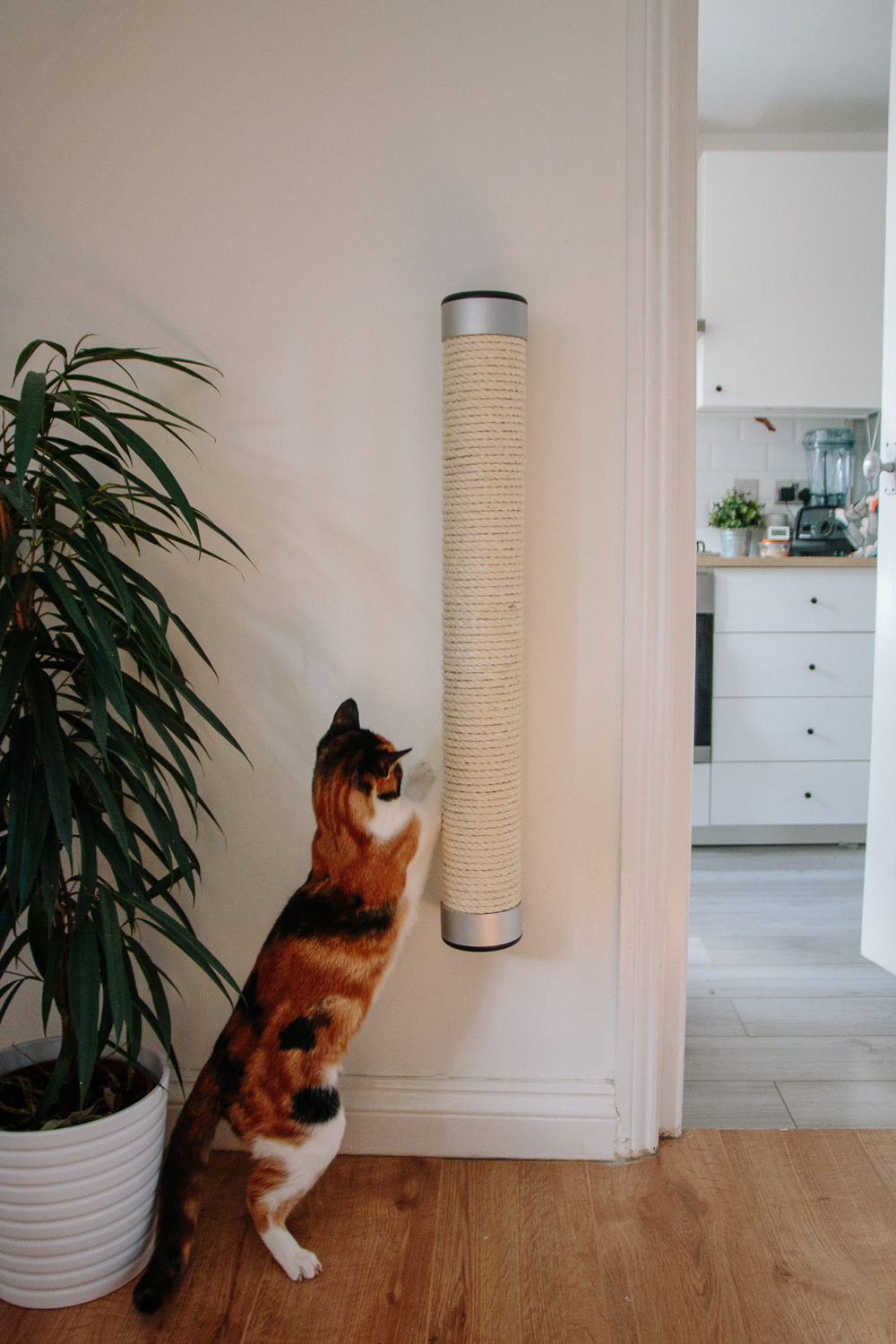 Wall mounted cat store scratcher