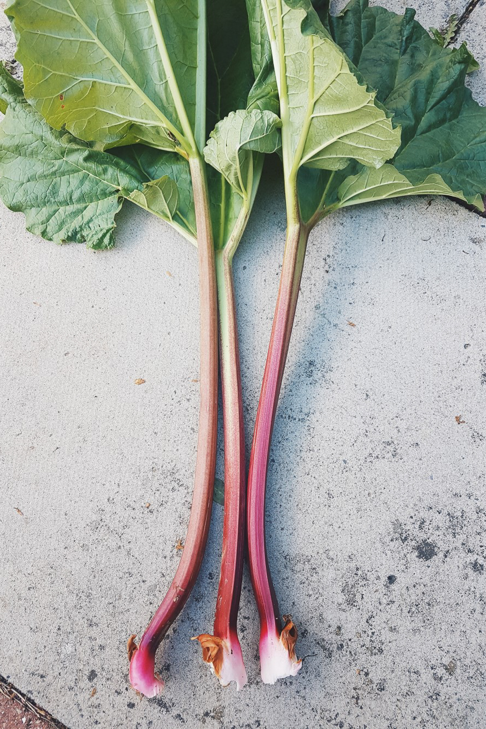 Rhubarb Stalks