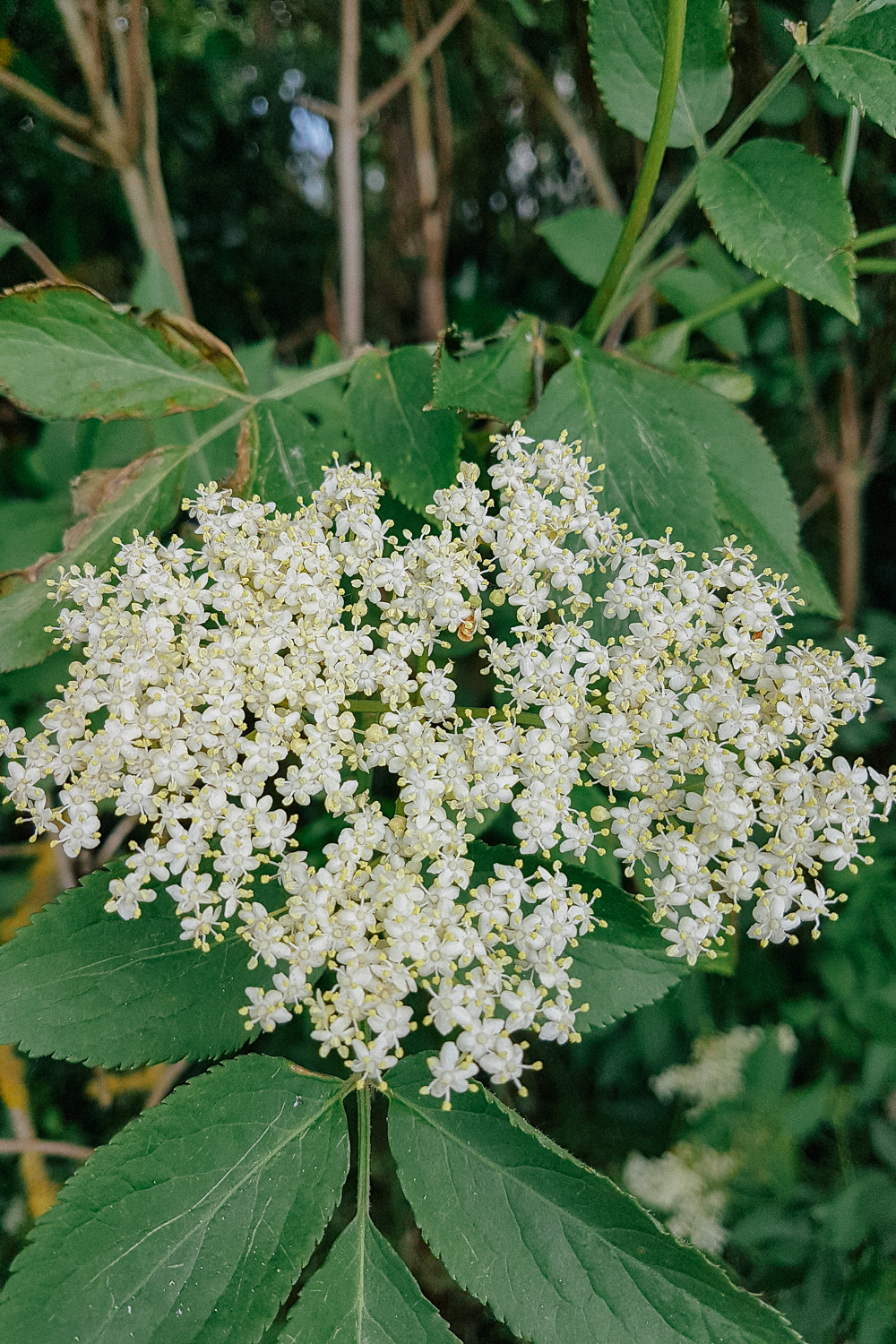 Elderflower Plant Identification