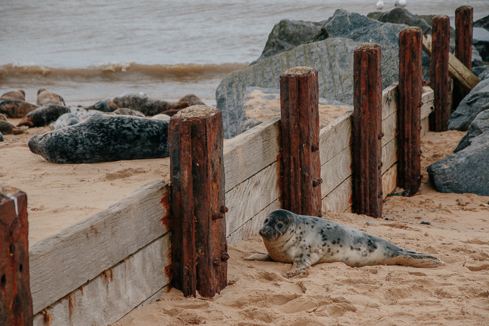 Horsey Seals in March Norfolk