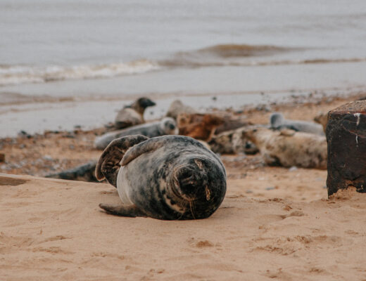 Horsey Seals in March Norfolk