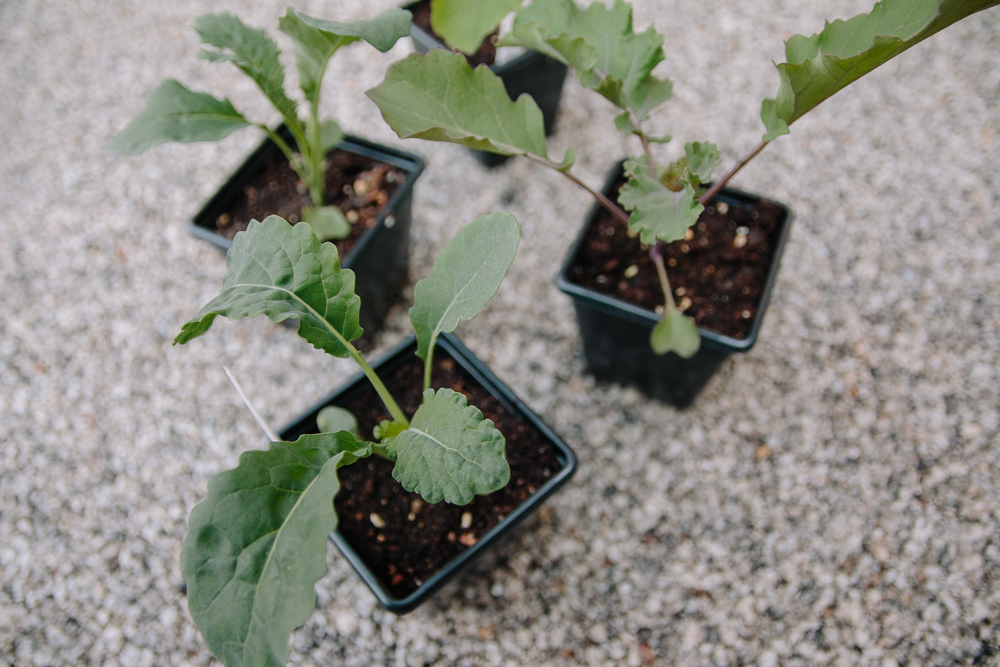 Grow Your Own - Kale + Kalettes